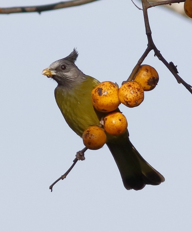 Crested Finchbill - ML627727571