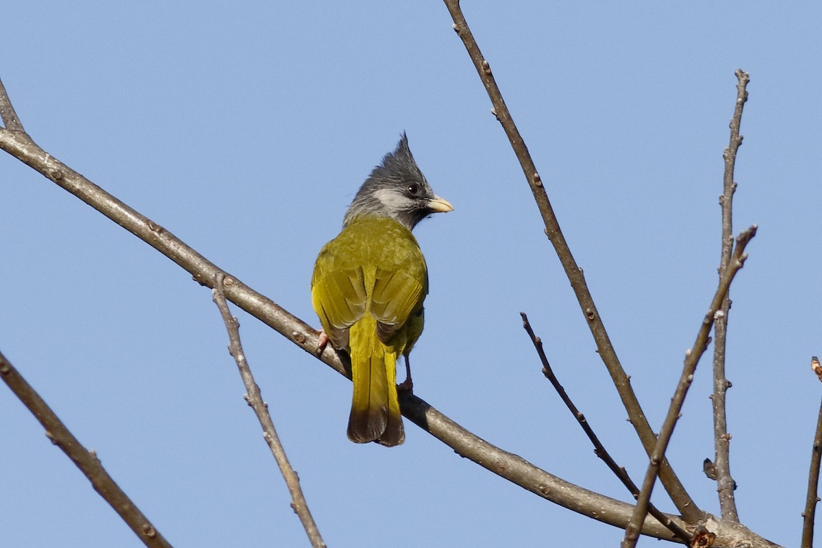 Crested Finchbill - ML627727572