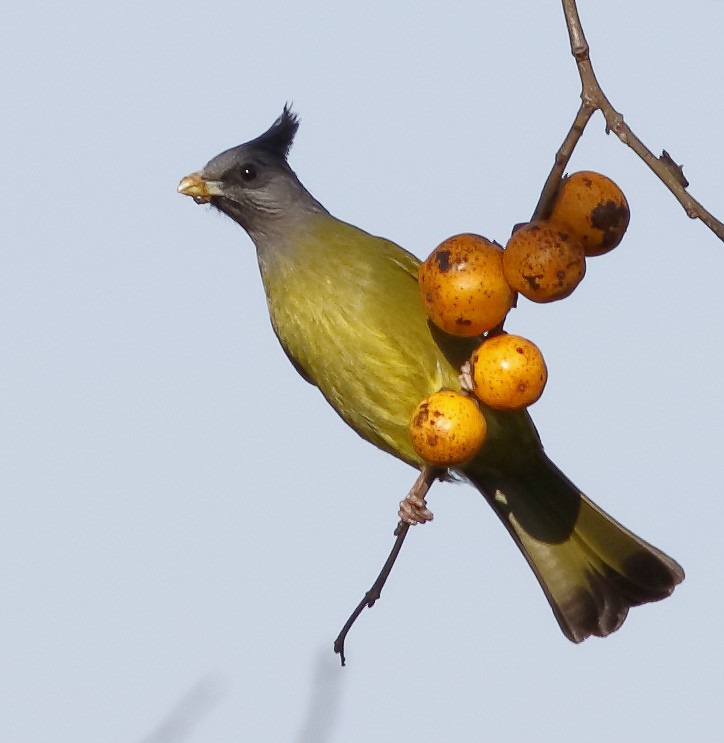 Crested Finchbill - ML627727573