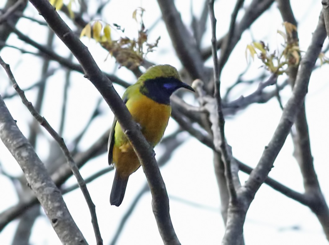 Orange-bellied Leafbird - ML627727590