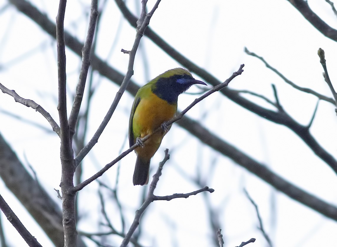 Orange-bellied Leafbird - ML627727591