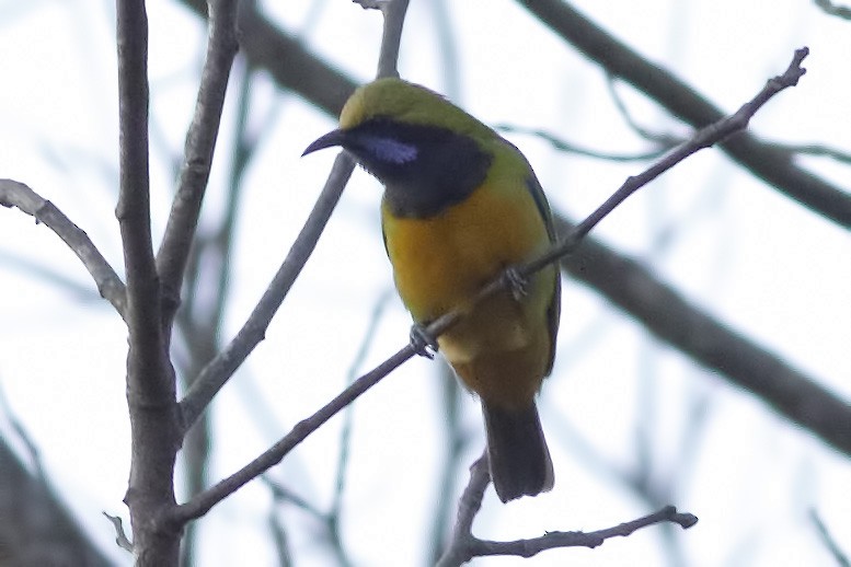 Orange-bellied Leafbird - ML627727592