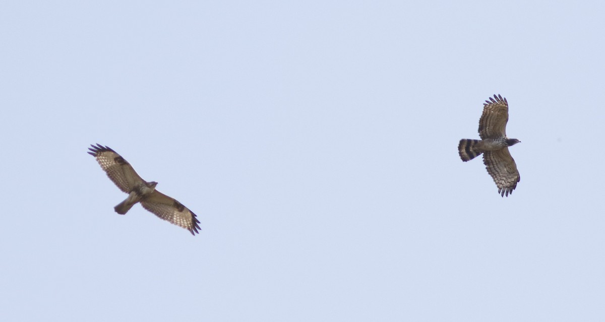 Oriental Honey-buzzard - ML627727621