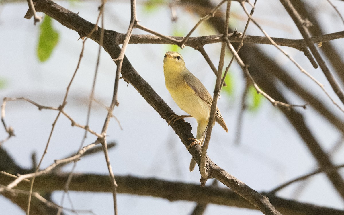 Willow Warbler - ML627727641