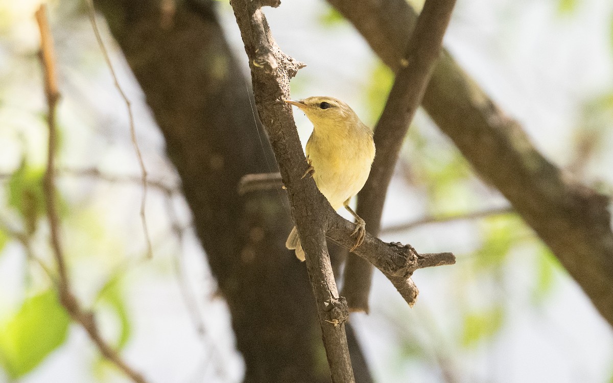 Willow Warbler - ML627727642