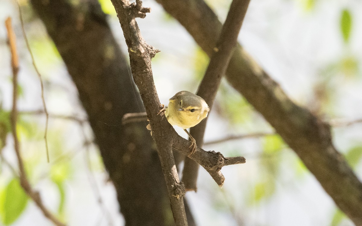 Willow Warbler - ML627727643