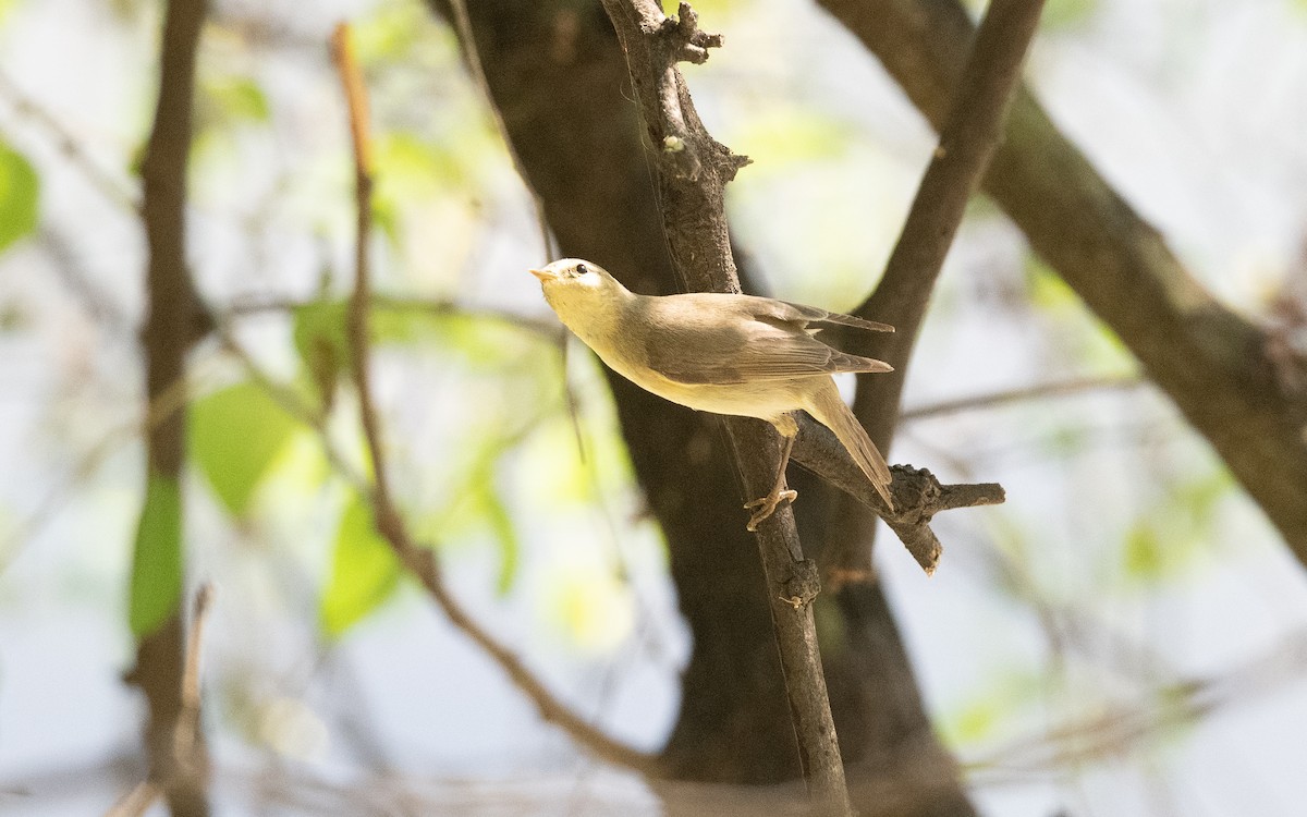 Willow Warbler - ML627727645
