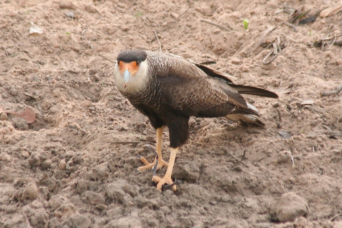 Crested Caracara (Southern) - ML627727646