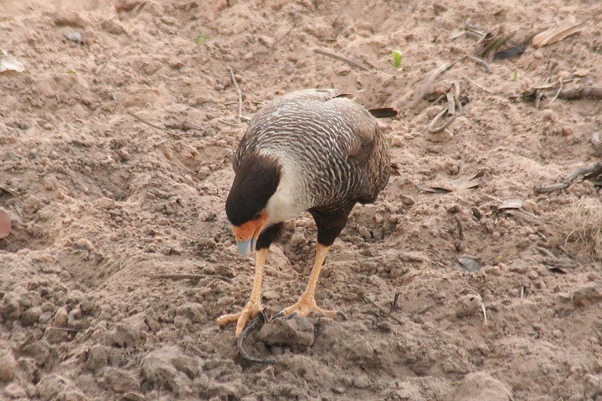 Crested Caracara (Southern) - ML627727647