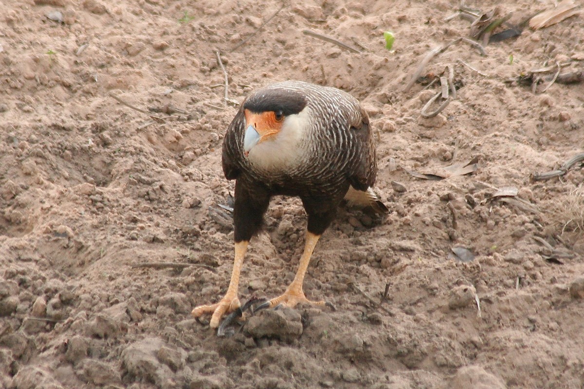 Crested Caracara (Southern) - ML627727649