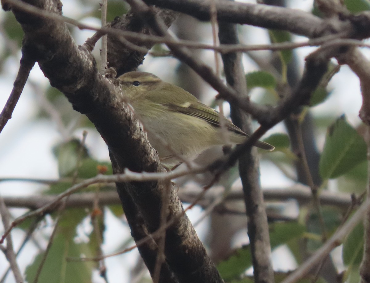 Hume's Warbler - Simon Harvey