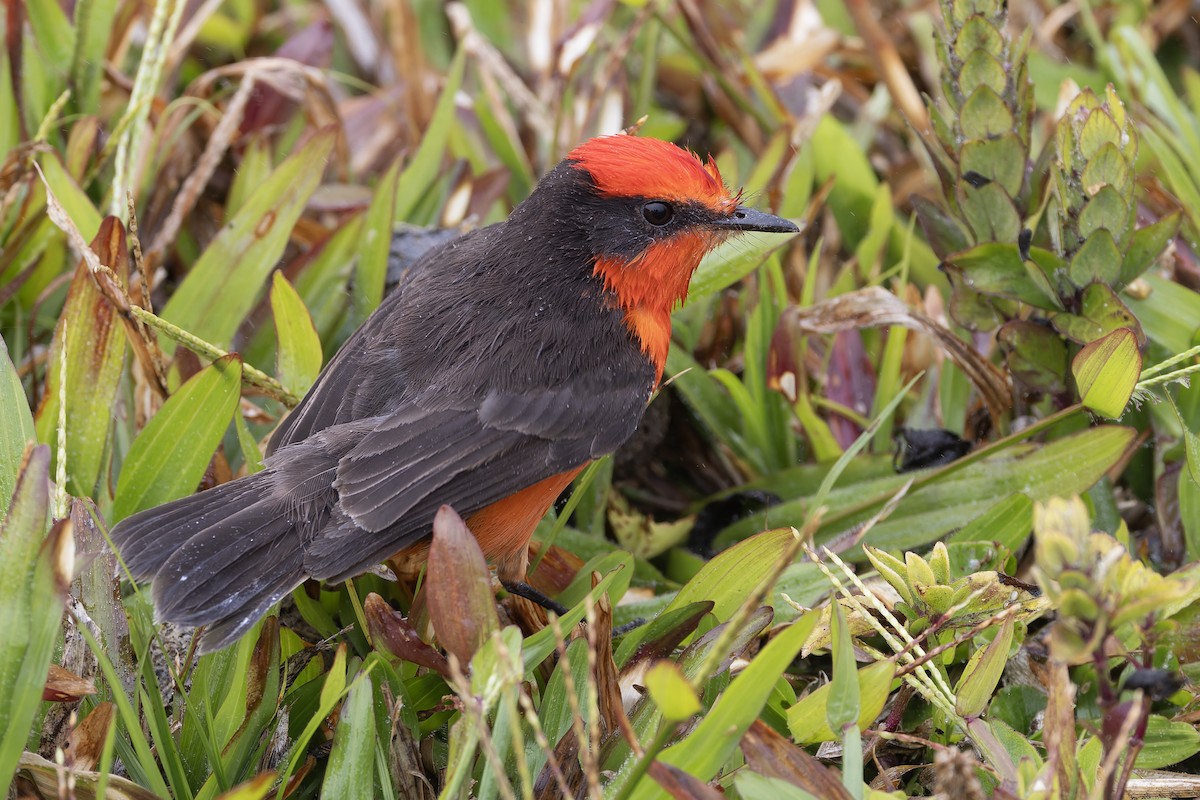 Brujo Flycatcher - ML627727693