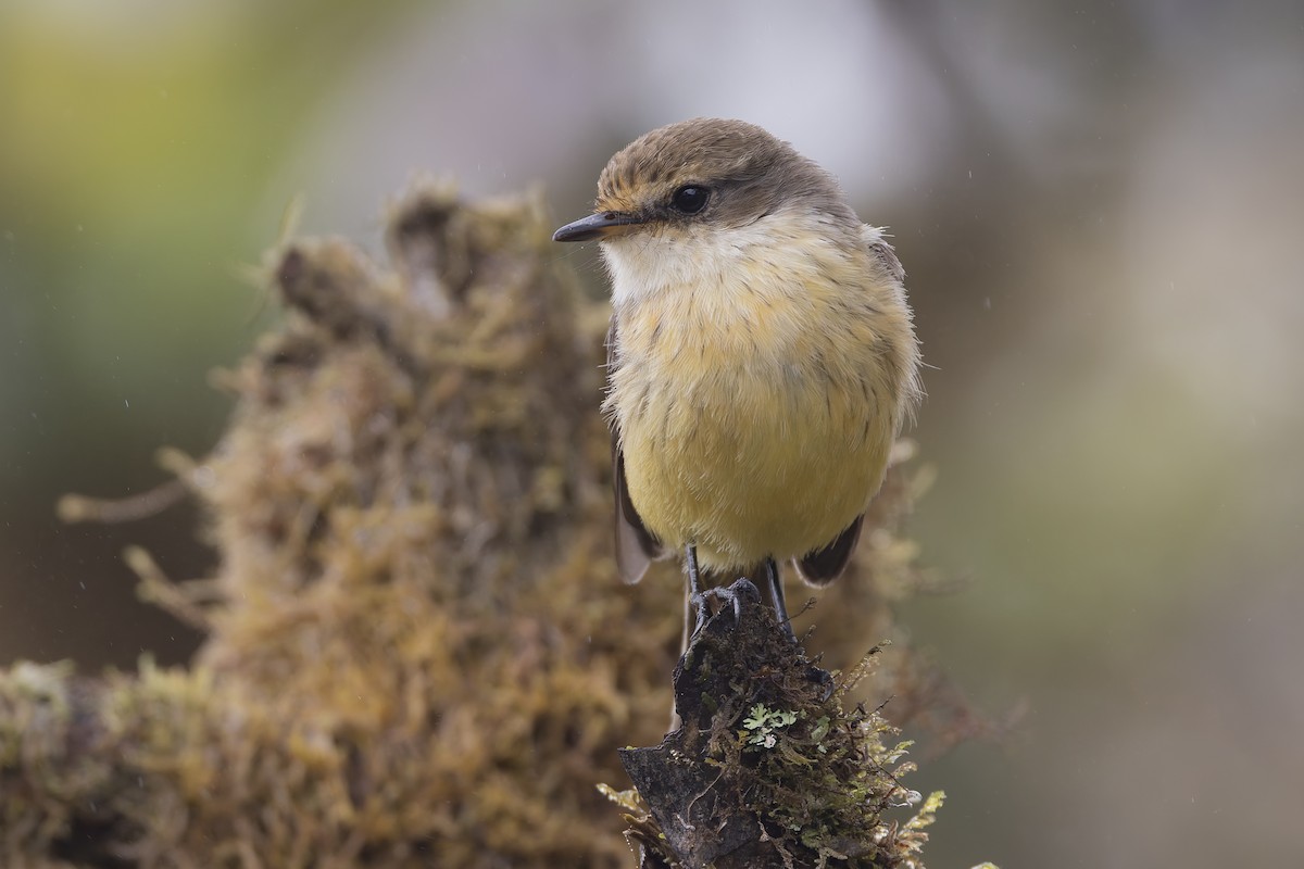 Brujo Flycatcher - ML627727694