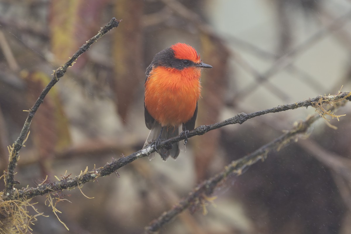 Brujo Flycatcher - ML627727695