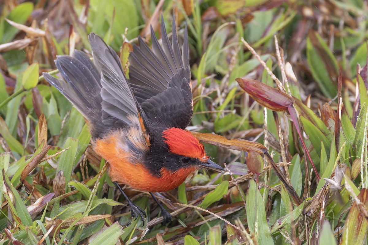 Brujo Flycatcher - ML627727696