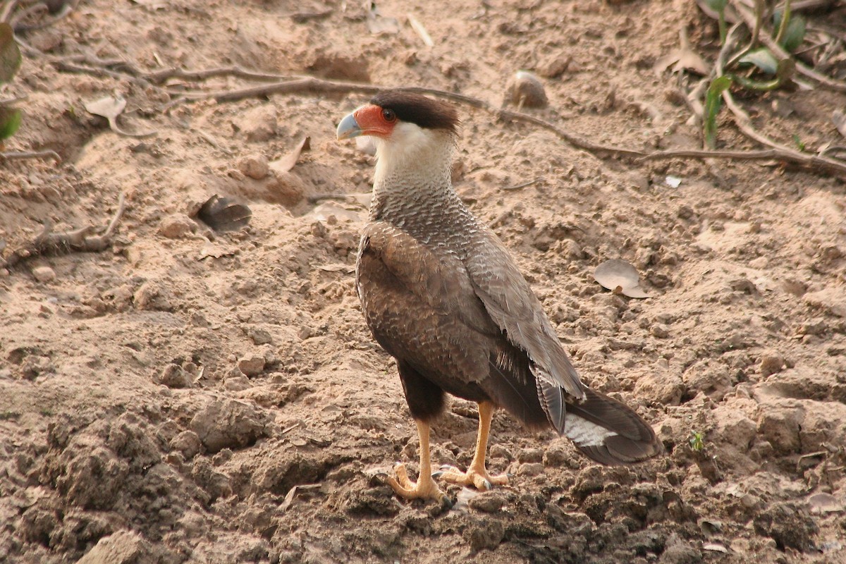 Crested Caracara (Southern) - ML627727704