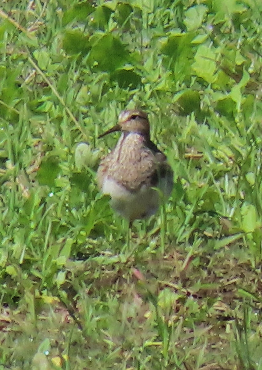 Graubrust-Strandläufer - ML627727711