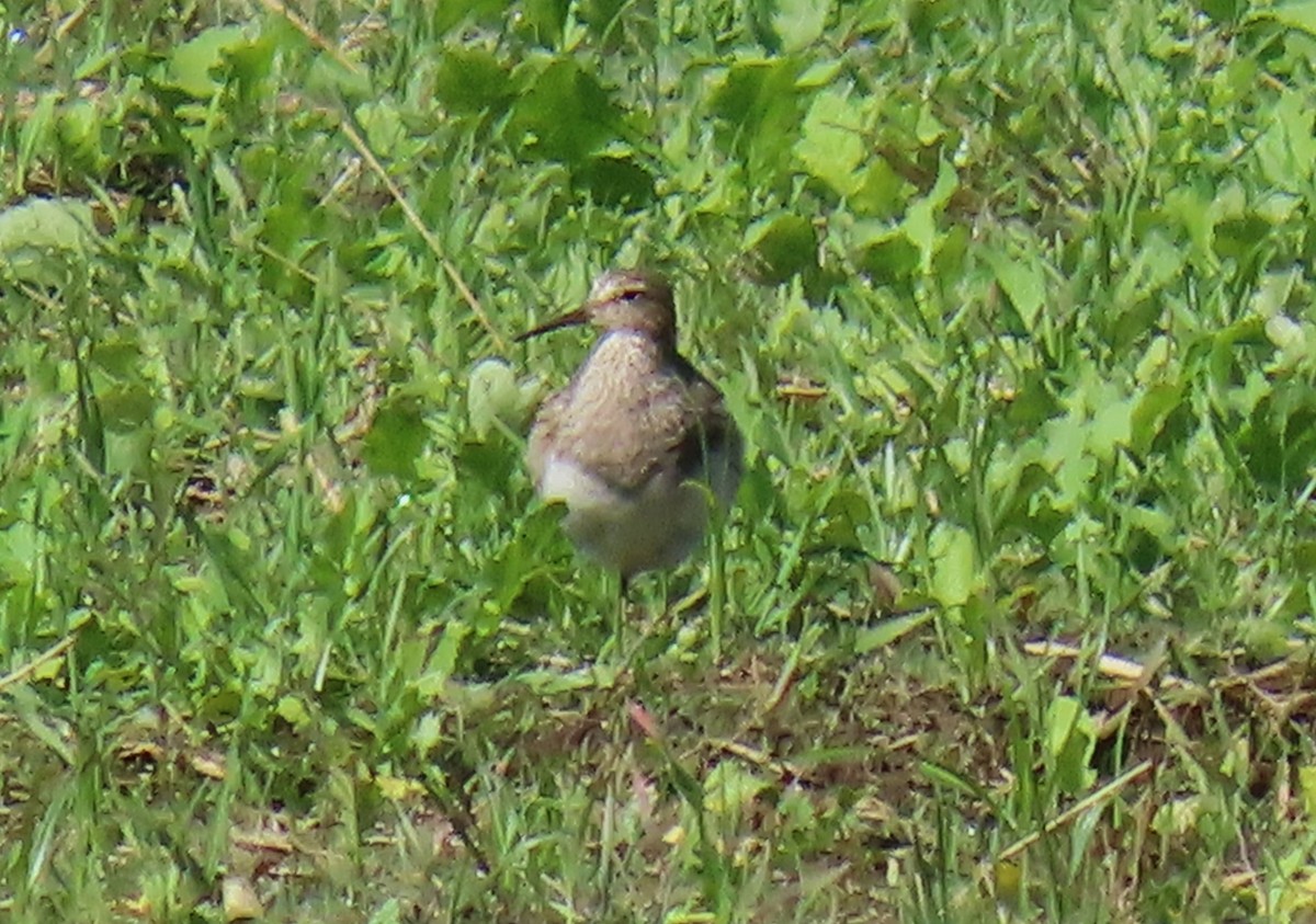 Graubrust-Strandläufer - ML627727717