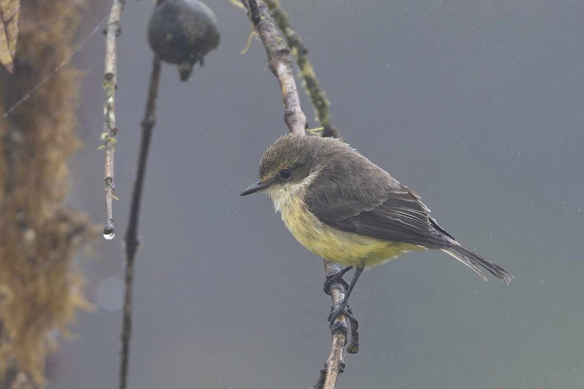 Brujo Flycatcher - ML627727723