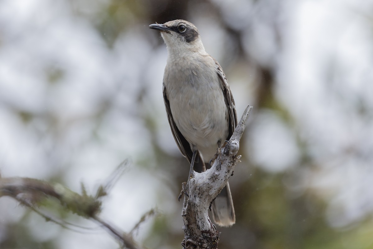 Galapagos Mockingbird - ML627727733