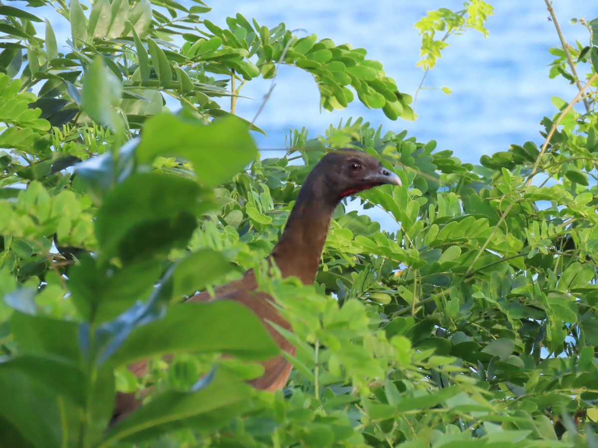 Chachalaca Culirroja - ML627727736