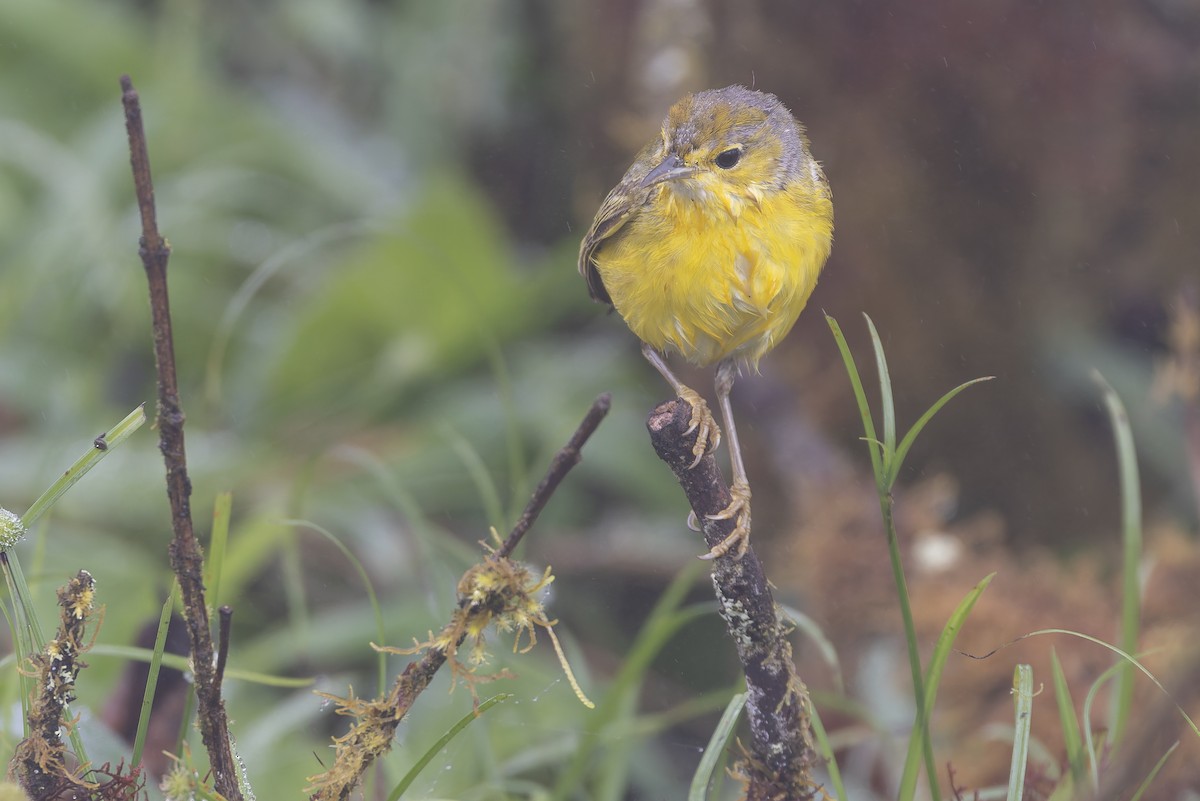 Yellow Warbler (Galapagos) - ML627727738