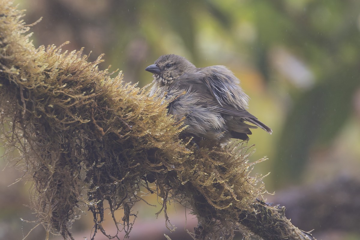 Woodpecker Finch - ML627727748