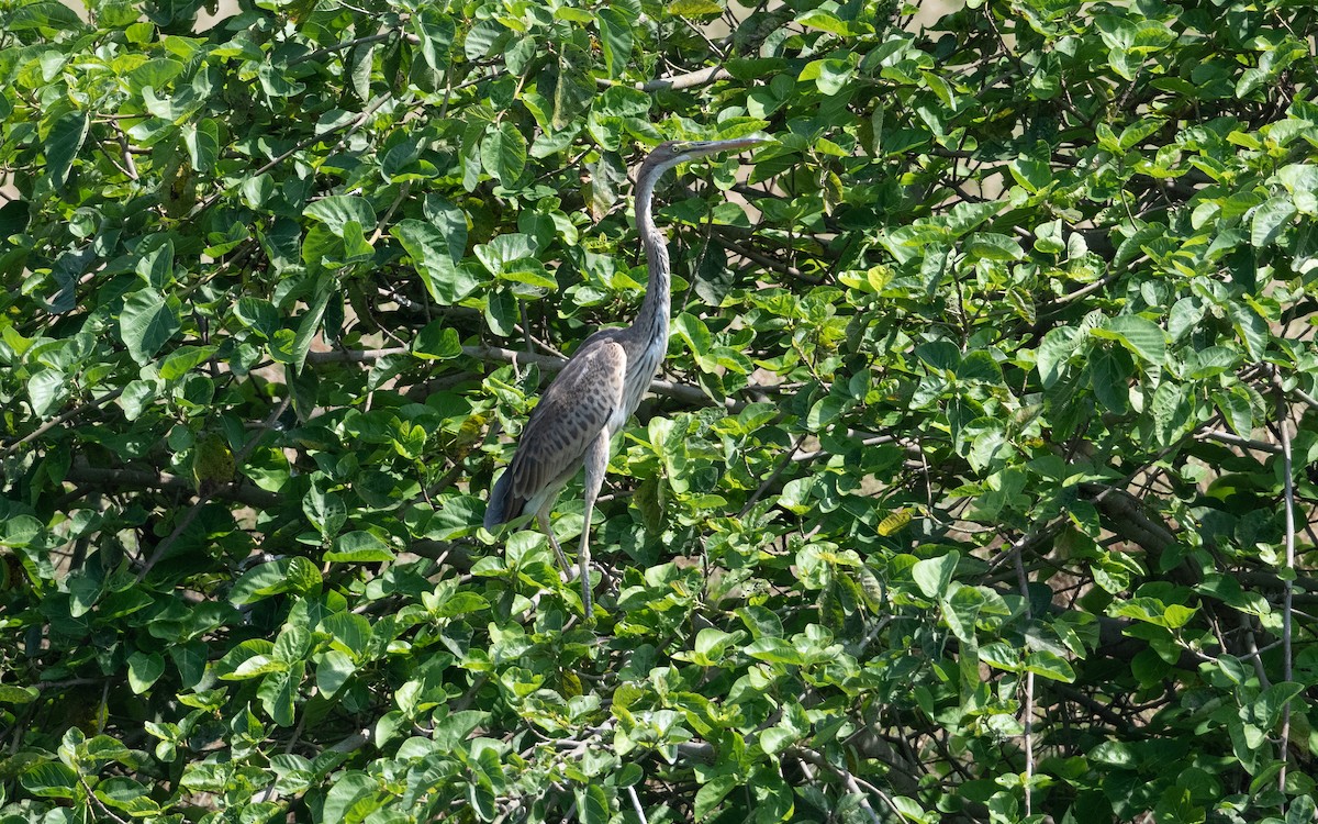 Purple Heron - ML627727749