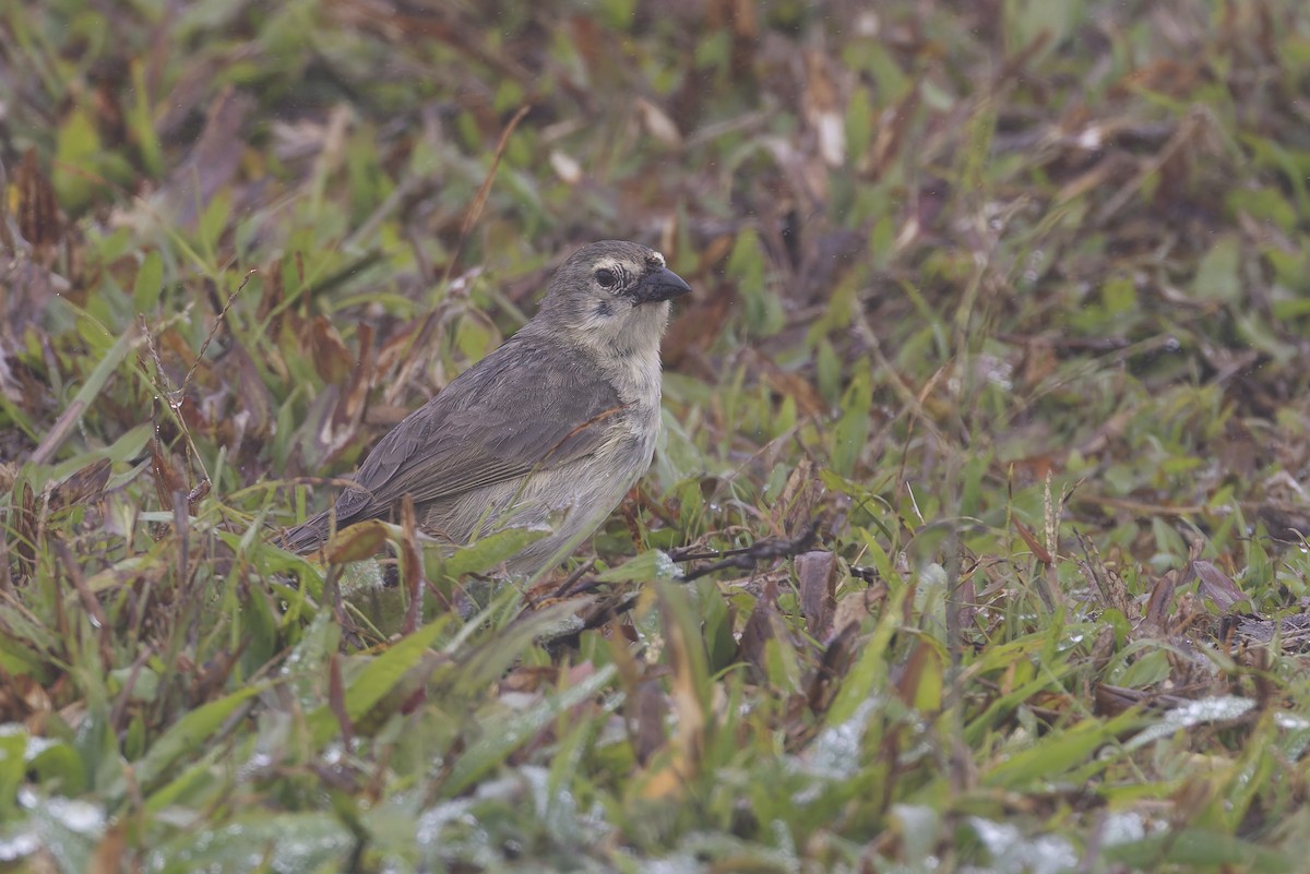 Woodpecker Finch - ML627727750