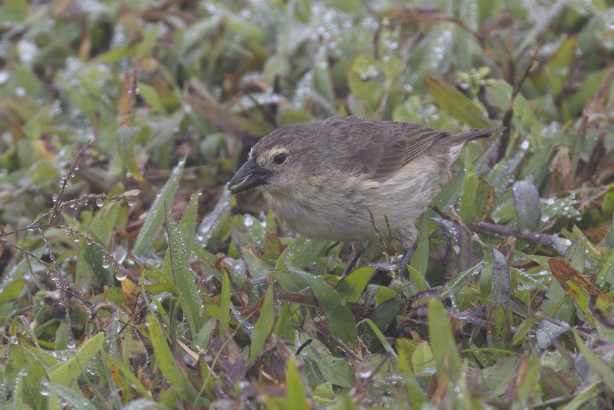 Woodpecker Finch - ML627727752