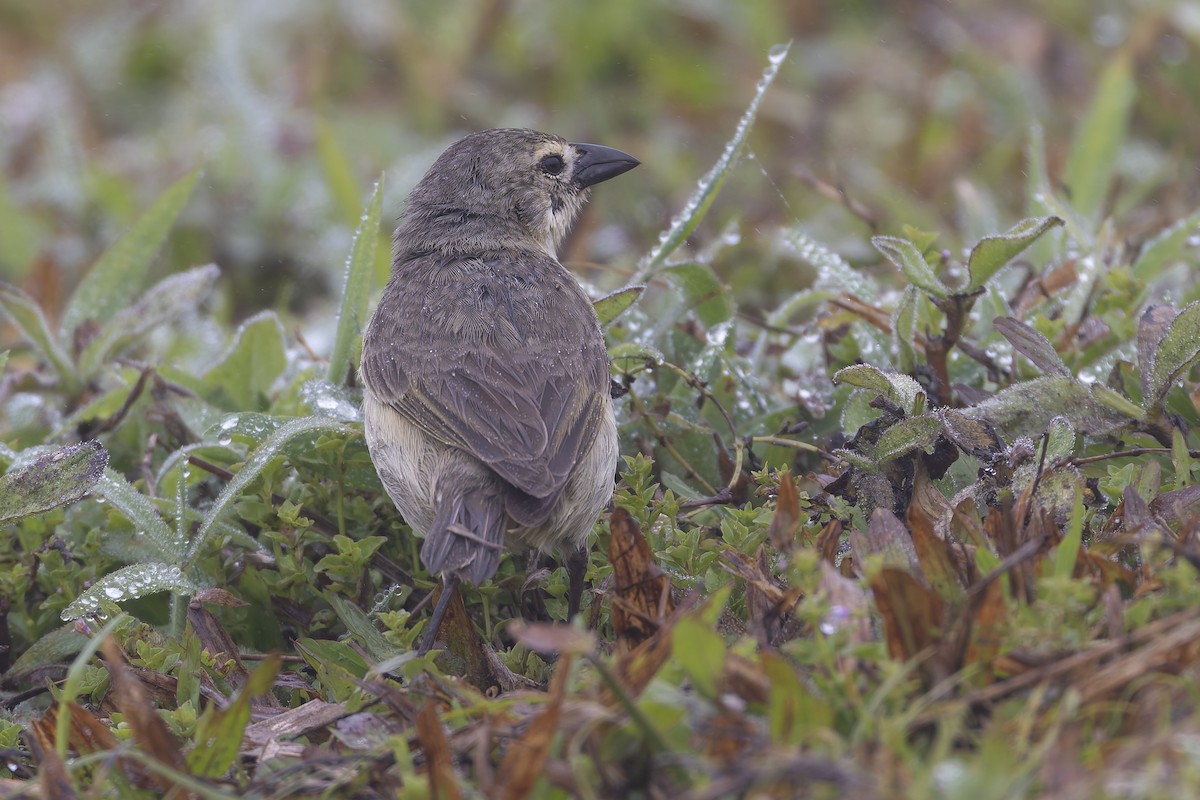 Woodpecker Finch - ML627727754