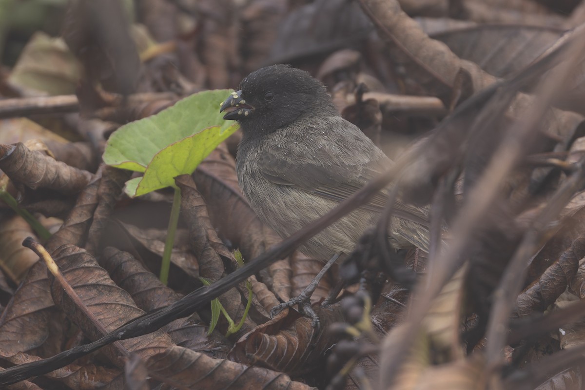 Small Tree-Finch - ML627727827