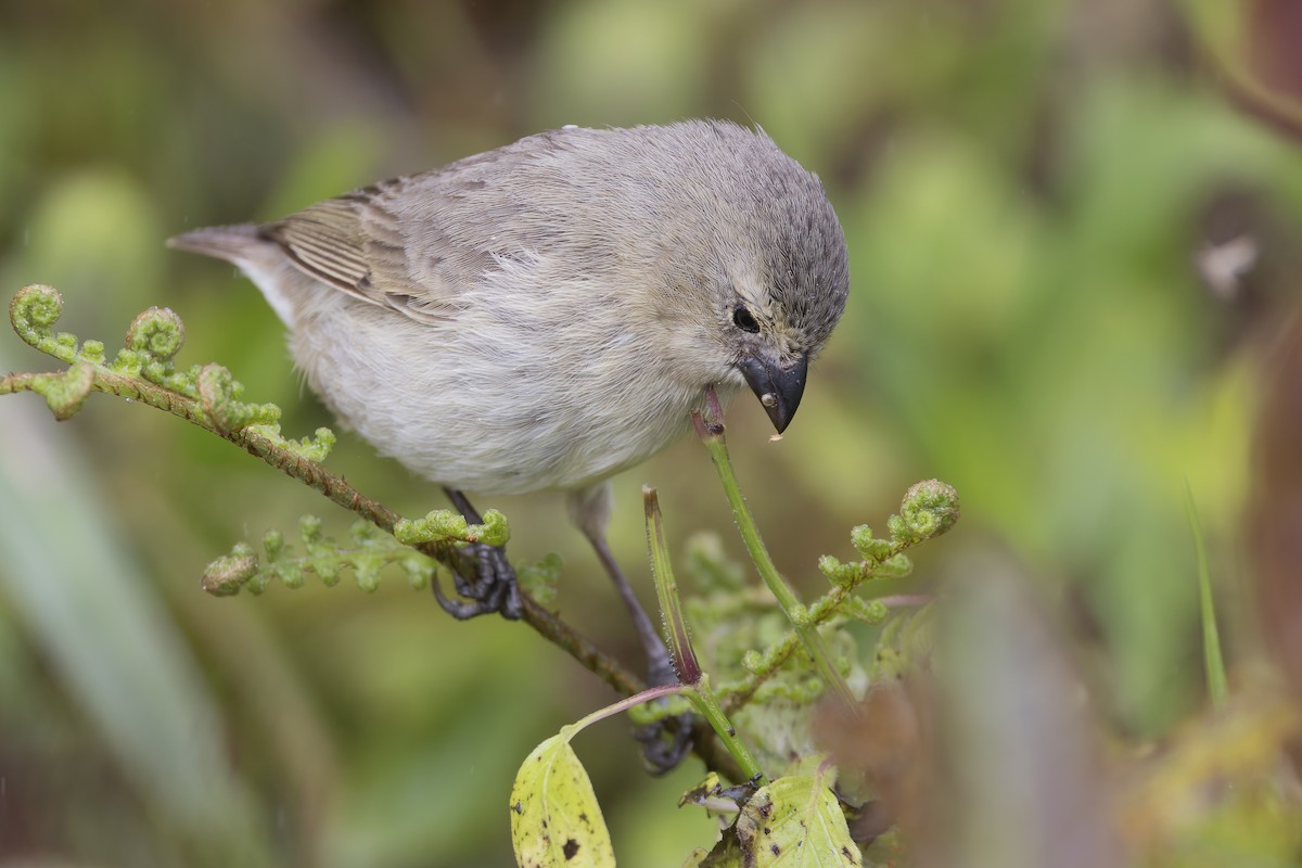 Small Tree-Finch - ML627727831