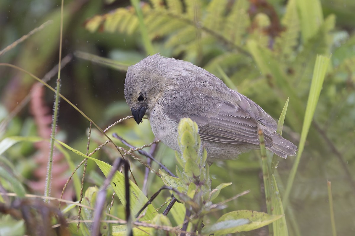 Small Tree-Finch - ML627727832