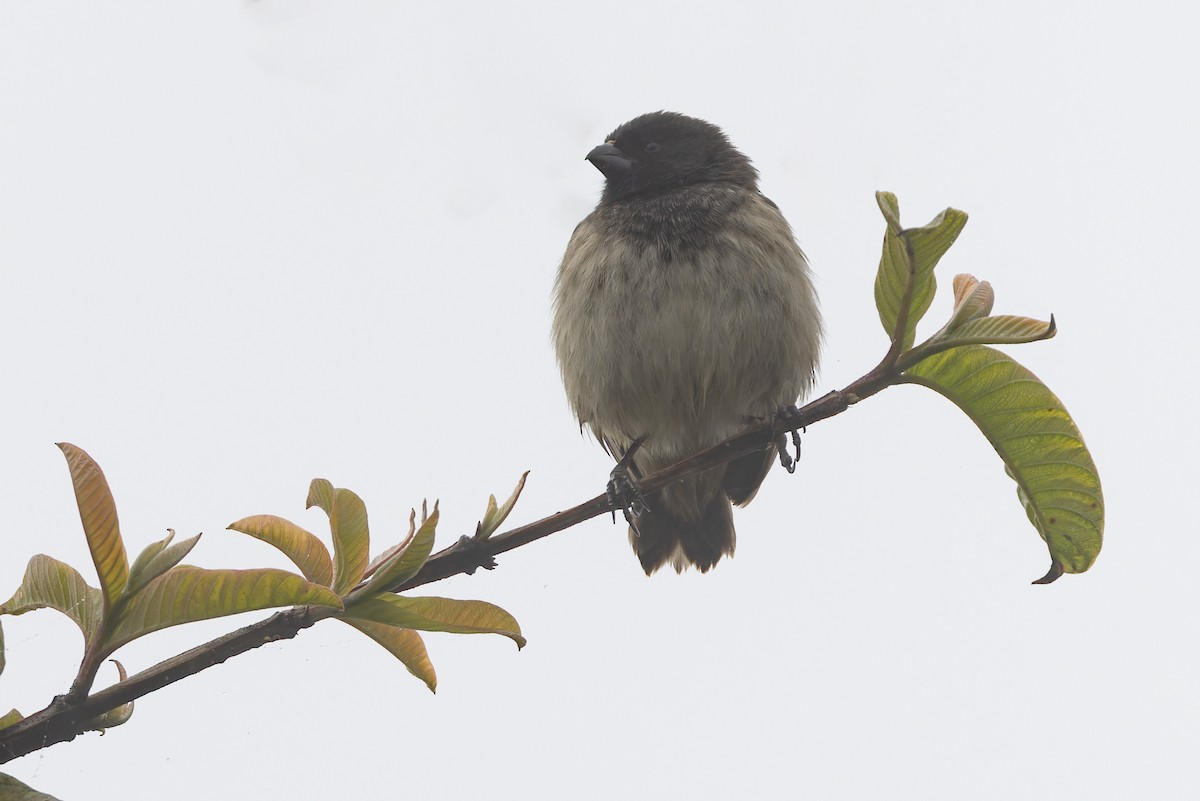 Small Tree-Finch - ML627727833