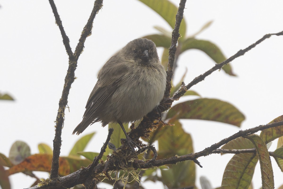 Small Tree-Finch - ML627727834