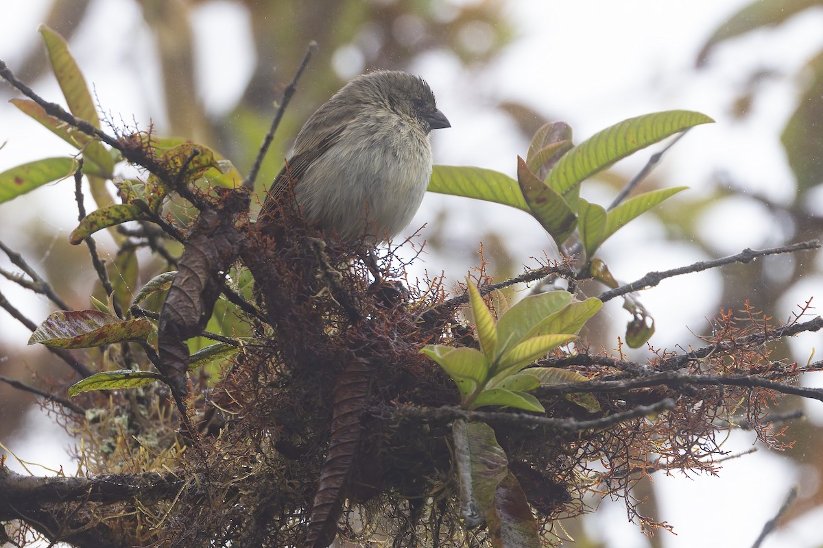 Small Tree-Finch - ML627727835