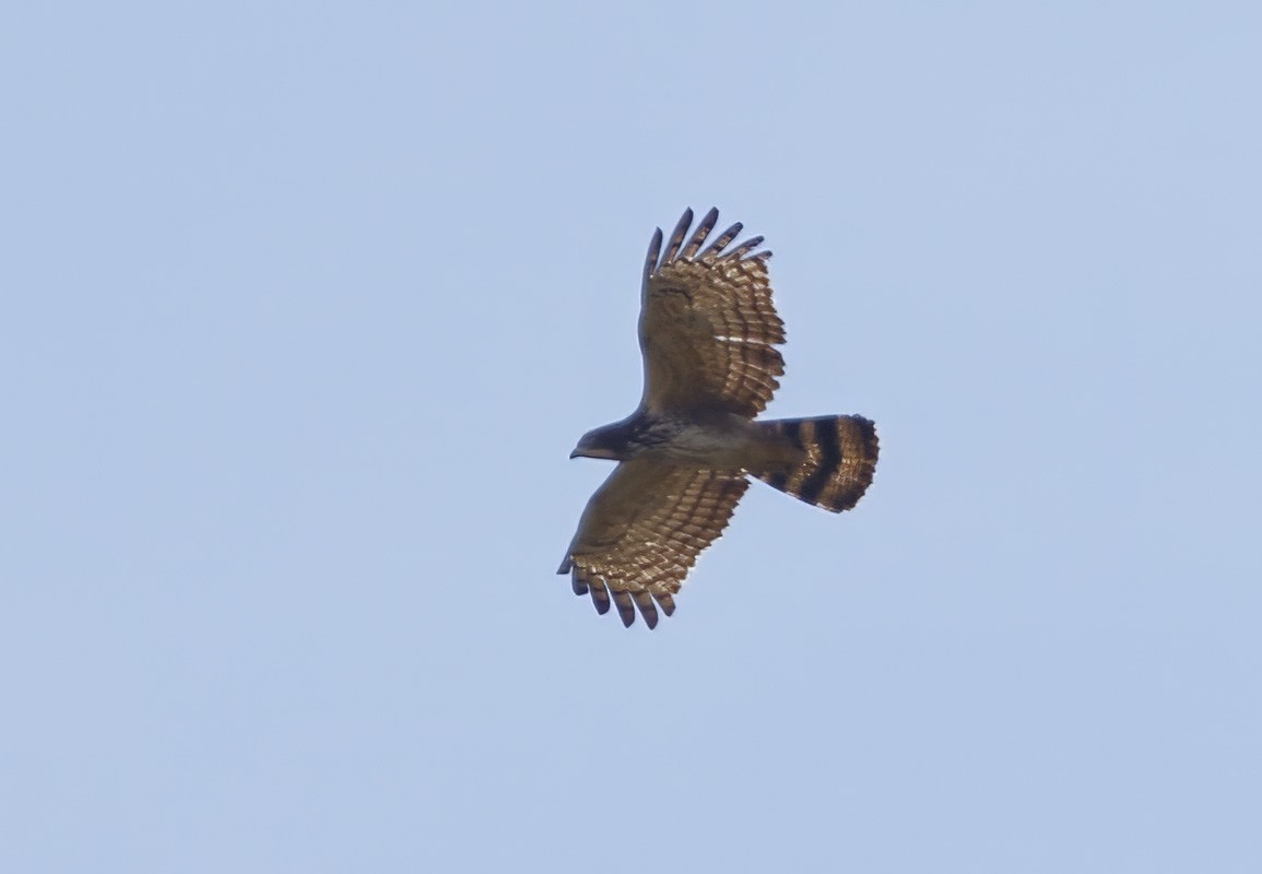 Oriental Honey-buzzard - ML627727839