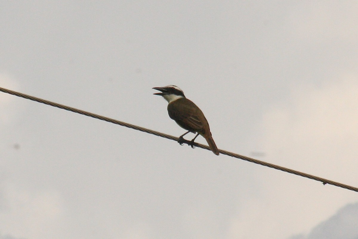 Boat-billed Flycatcher - ML627727869