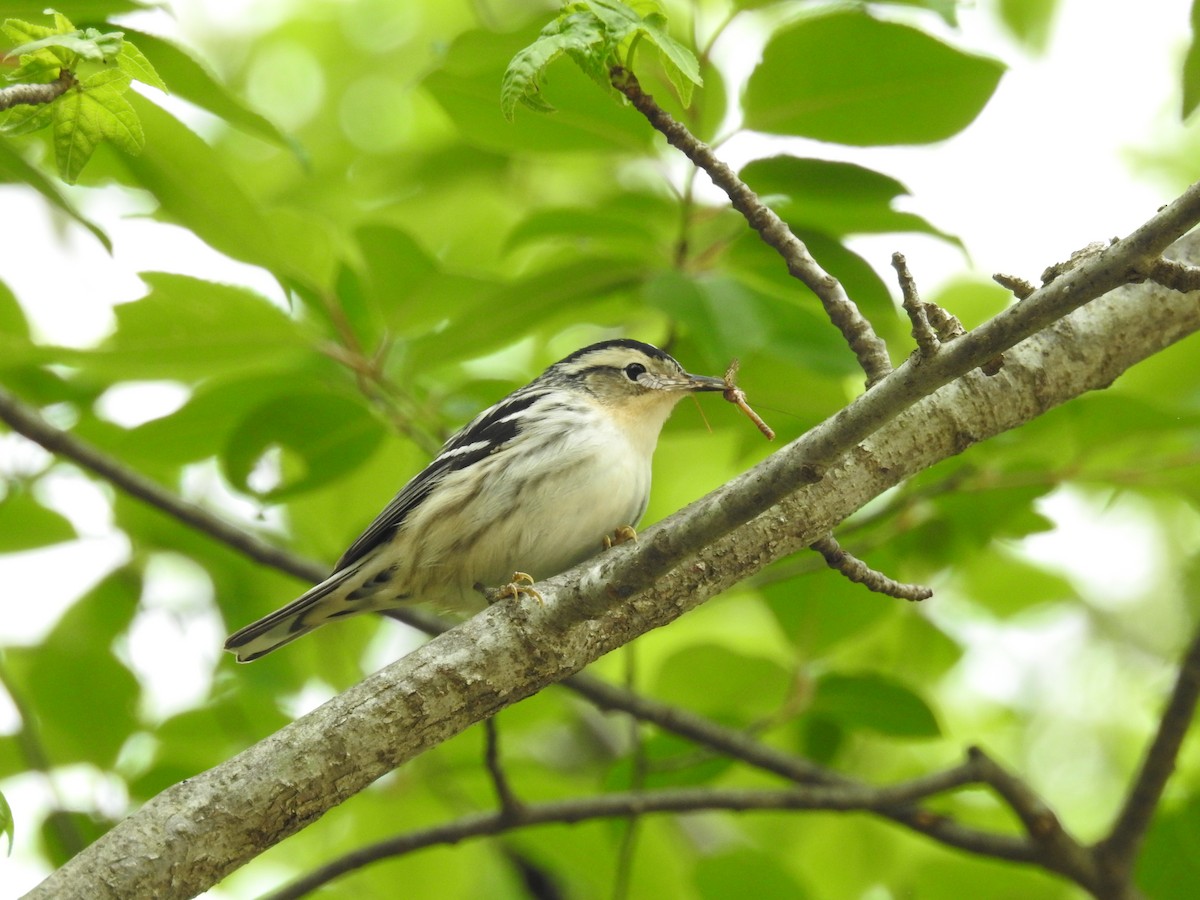 Black-and-white Warbler - ML627727881