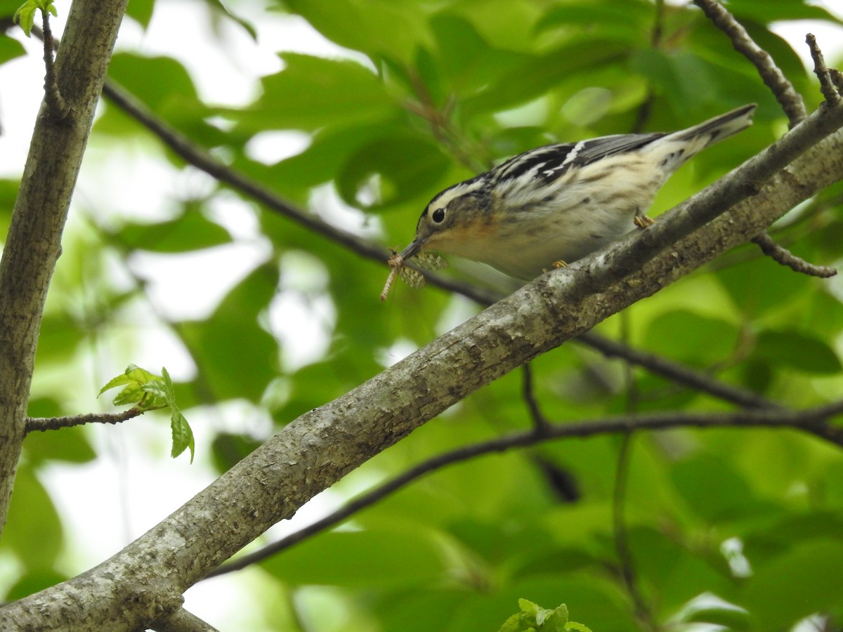 Black-and-white Warbler - ML627727882