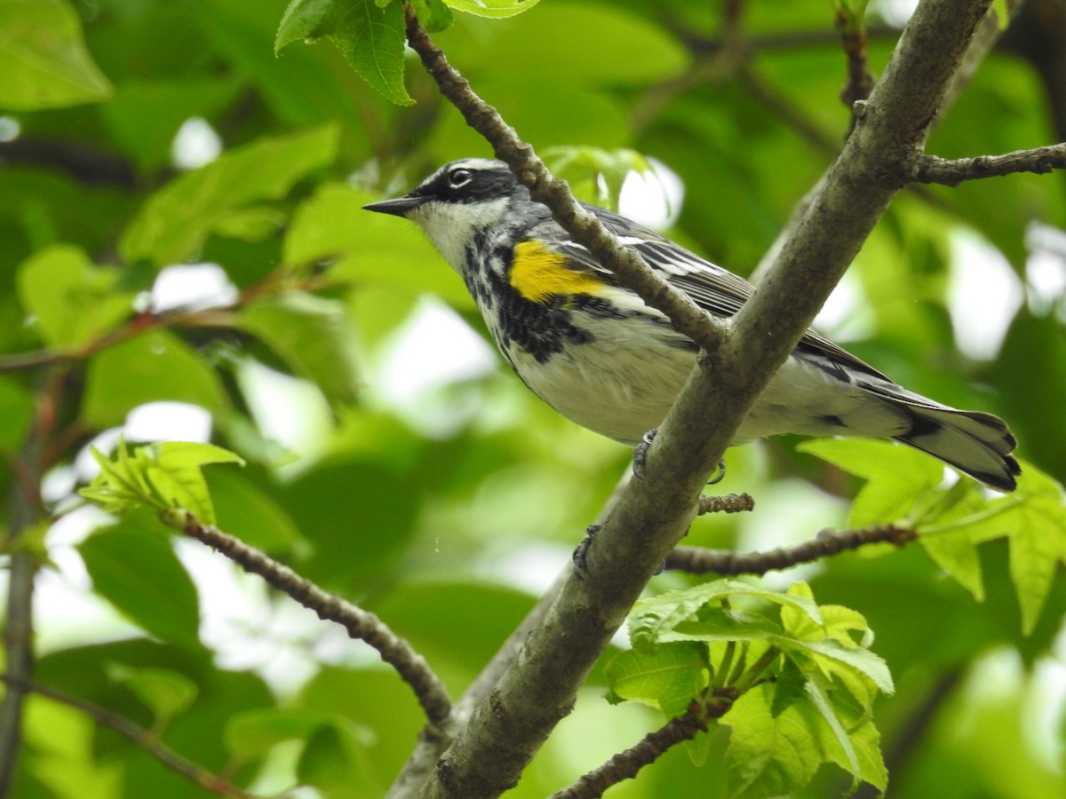Yellow-rumped Warbler - ML627727899