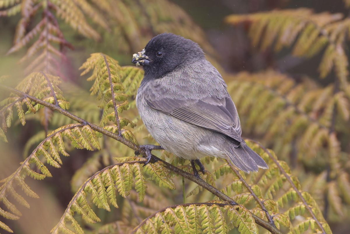 Small Tree-Finch - ML627727910