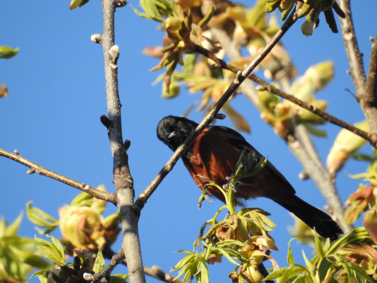 Orchard Oriole - ML627727928