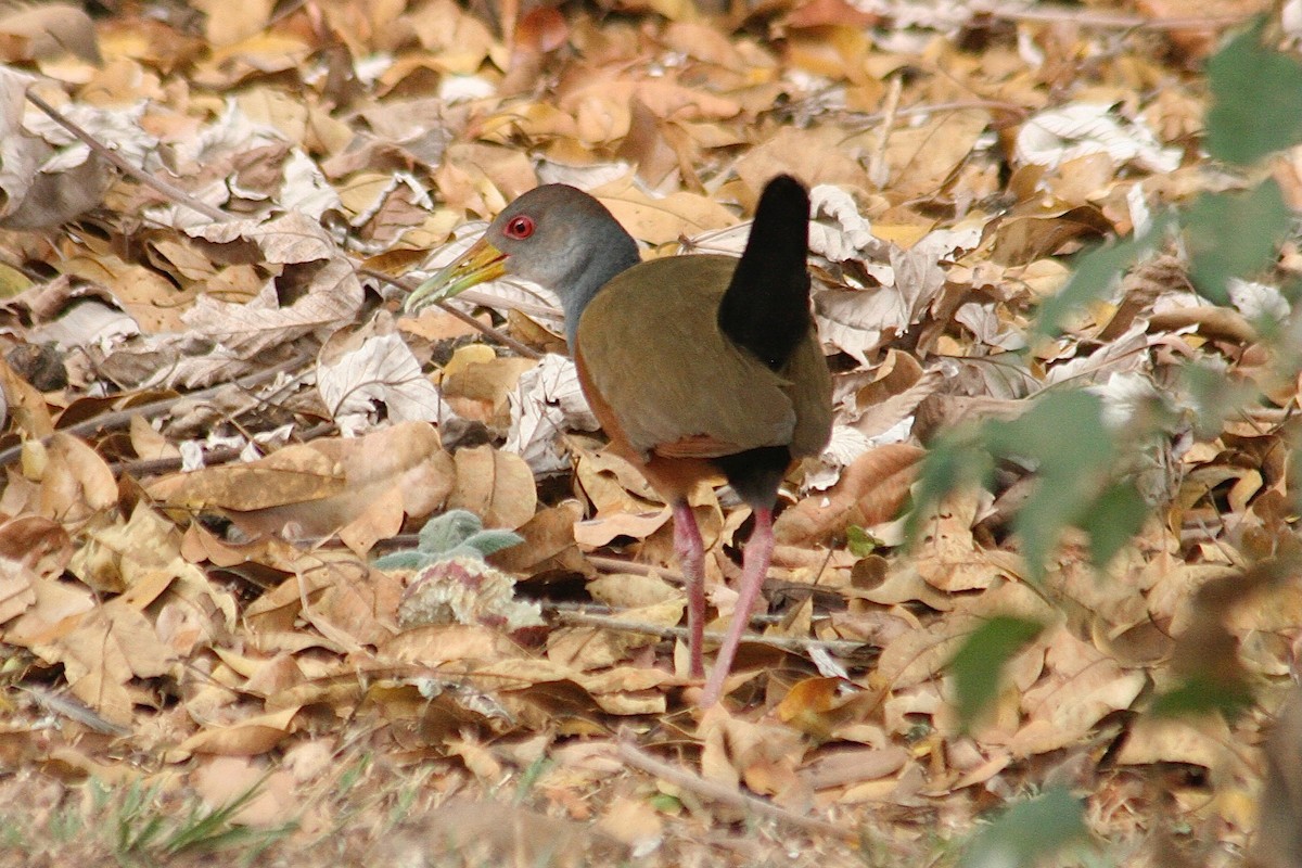 Gray-cowled Wood-Rail - ML627727931