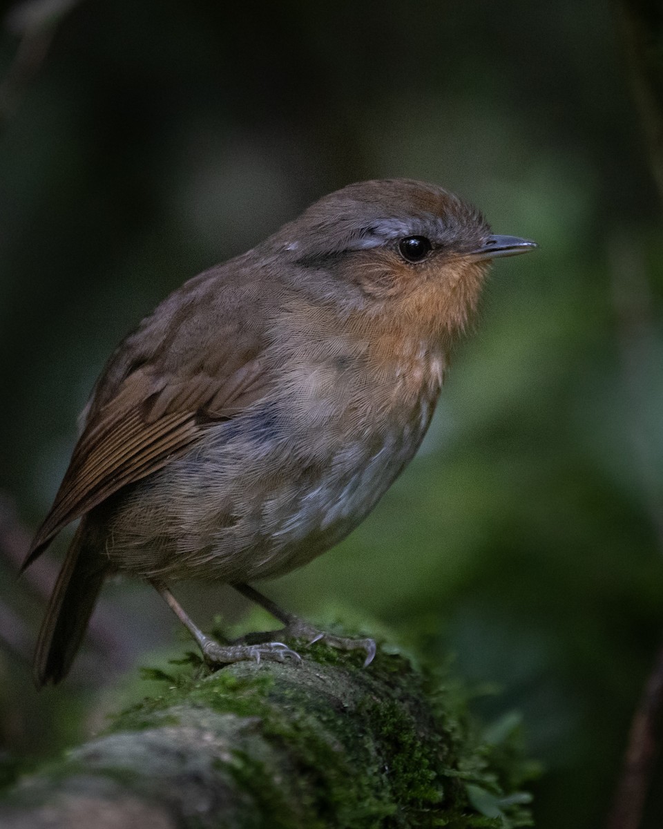 Rufous Gnateater - Jorge Chamorro