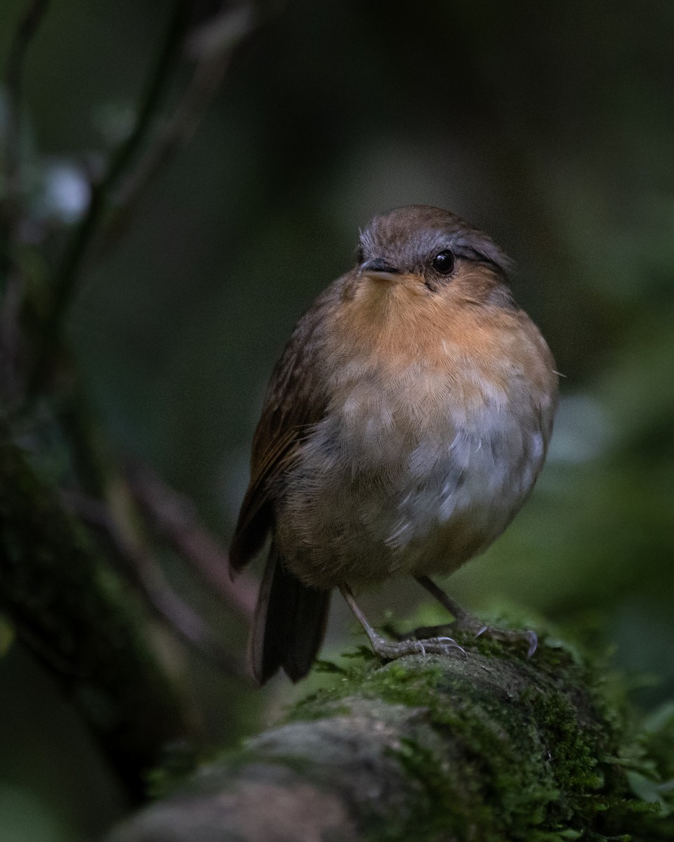 Rufous Gnateater - ML627727953