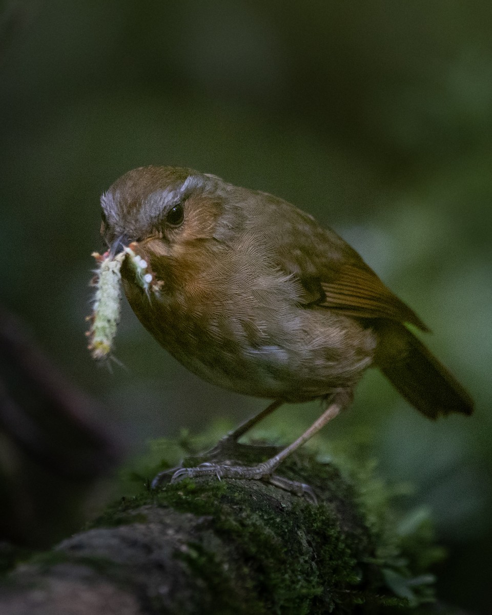 Rufous Gnateater - ML627727954