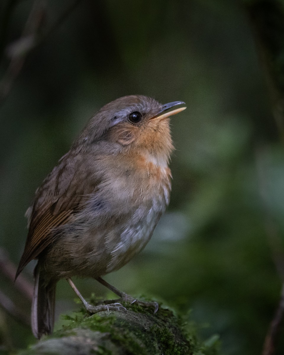 Rufous Gnateater - ML627727955