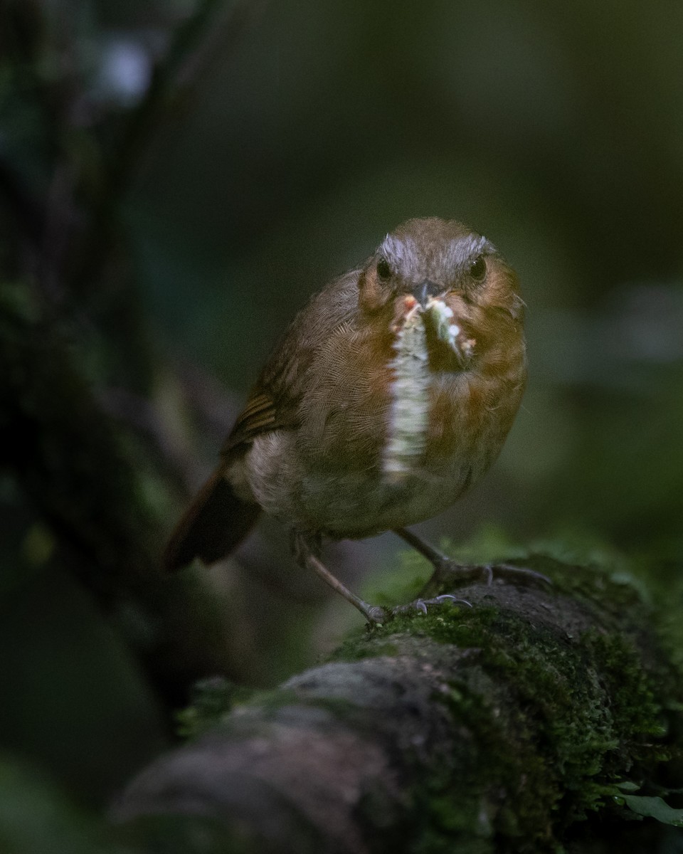 Rufous Gnateater - Jorge Chamorro